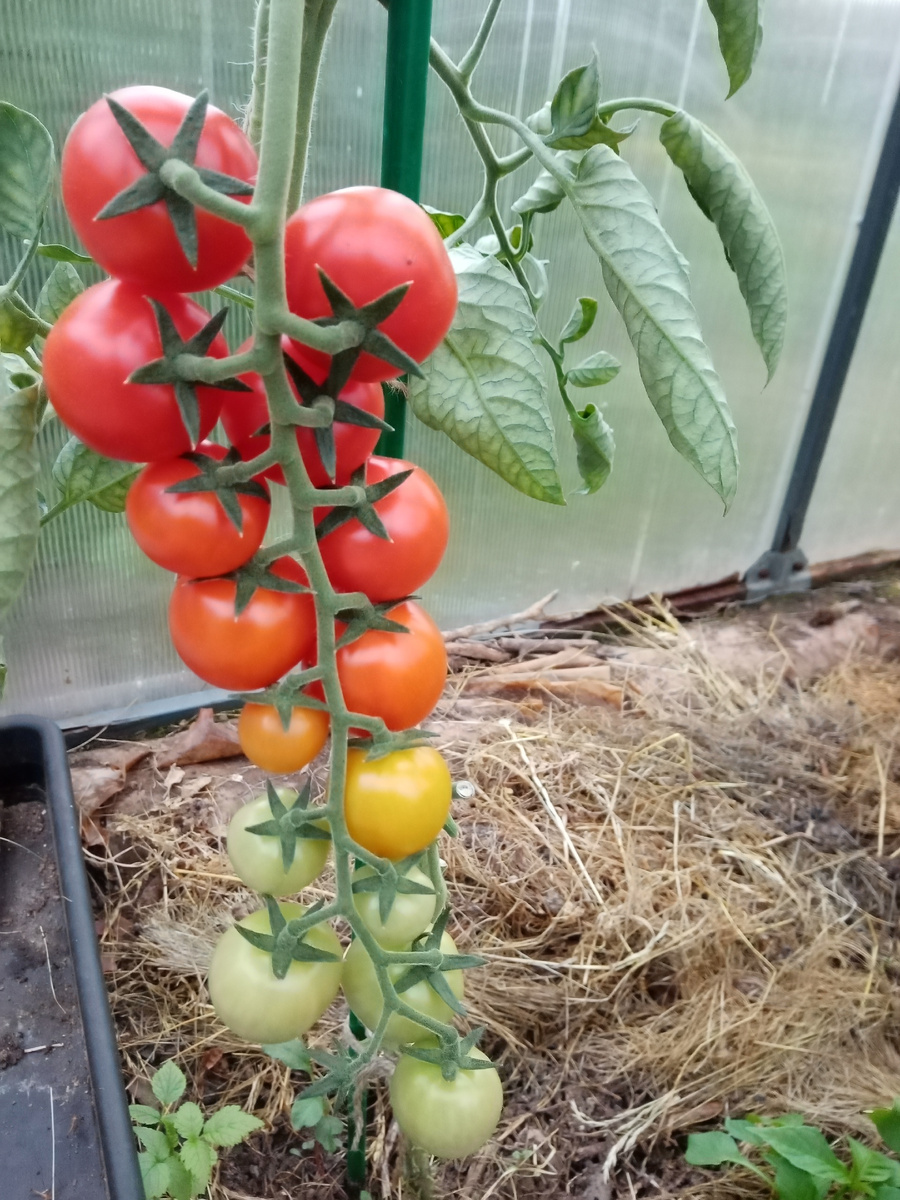 Порпора F1 поспевает, фото автора