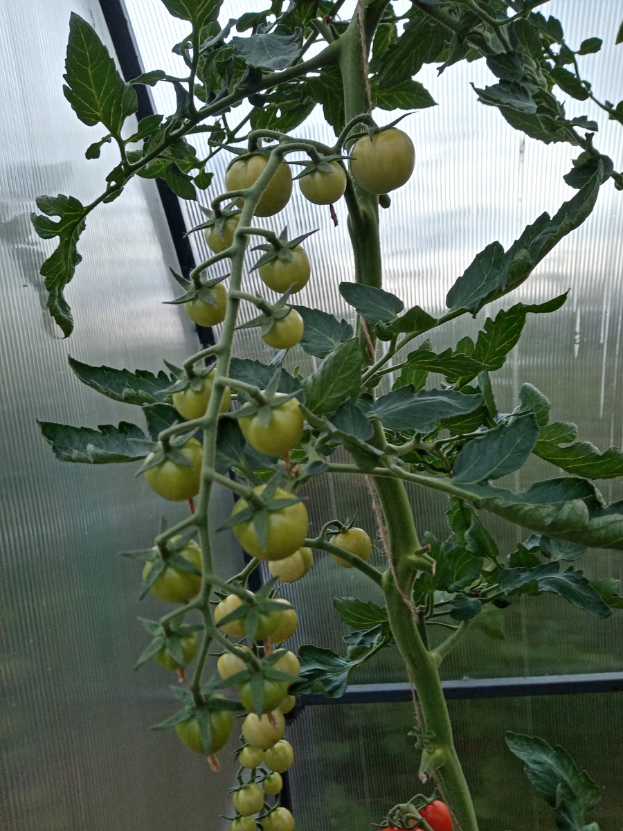 Порпора F1В начале плодоношения.. образование помидорок на кистях, фото автора.