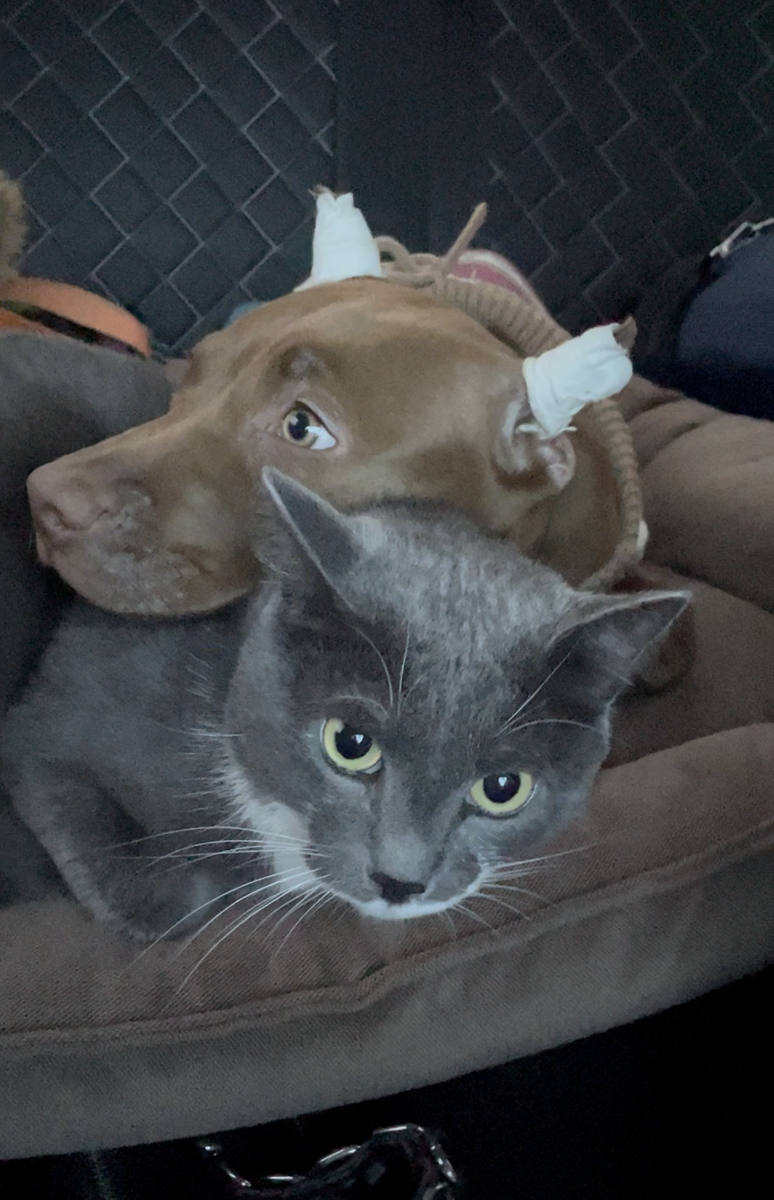 Арес с нашим котом Веником 