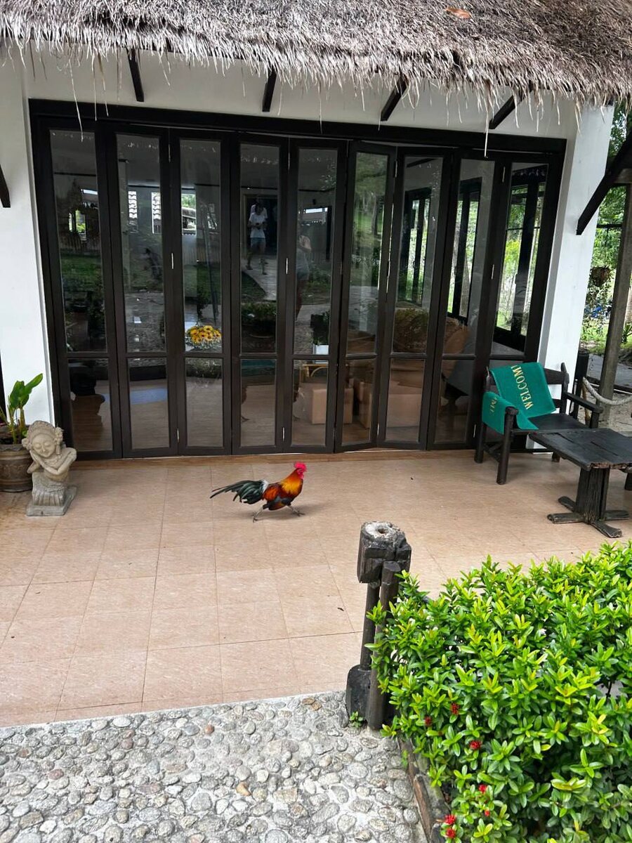 Петух будил нас по утрам прямо на террасе нашего бунгало