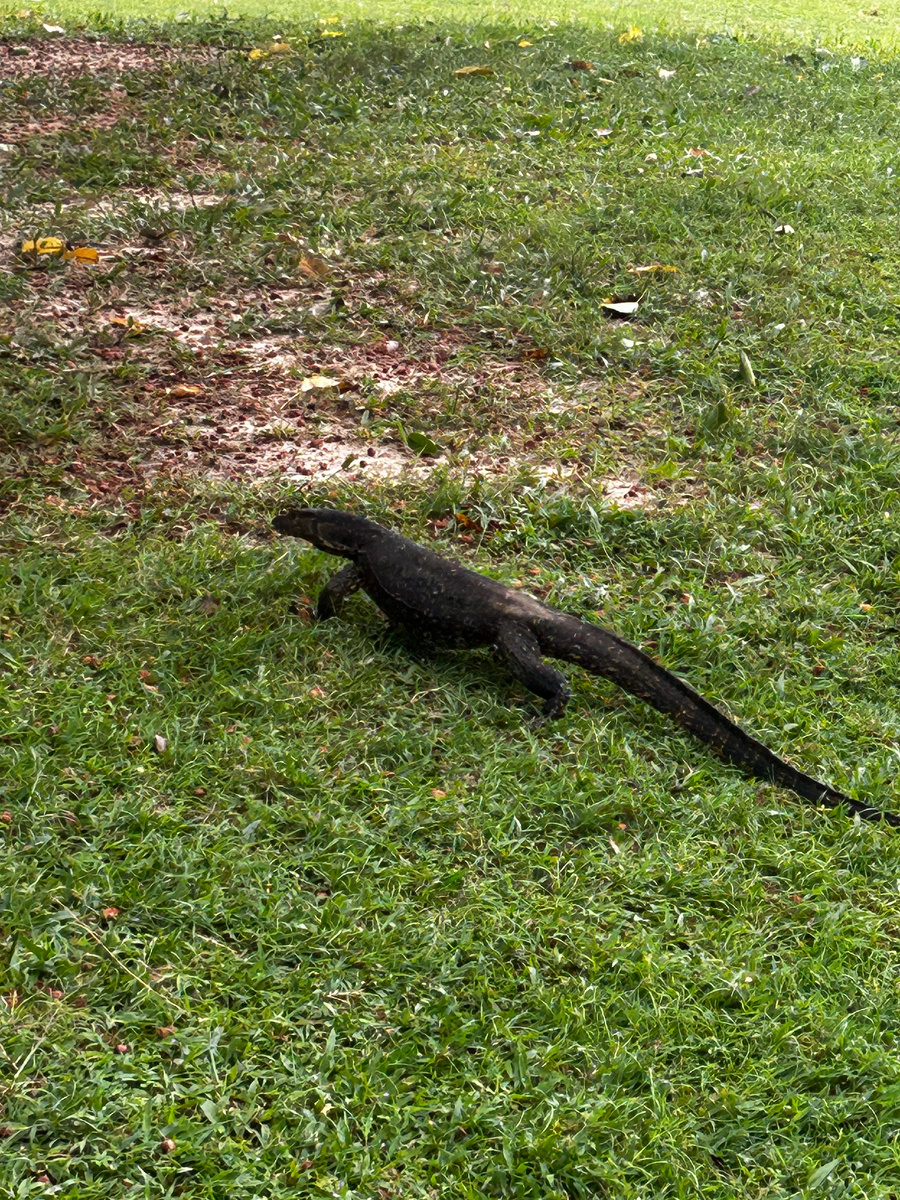 Вот такие классные вараны бегают по острову