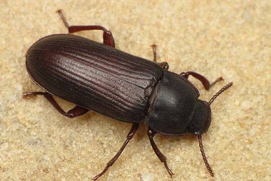    Европейская комиссия разрешила использовать молотых мучных червей как продукт питания