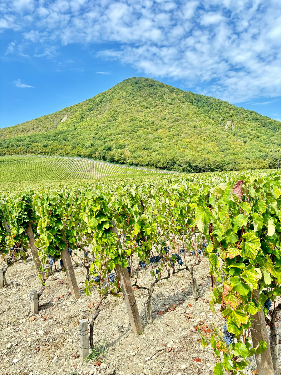 Виноградники