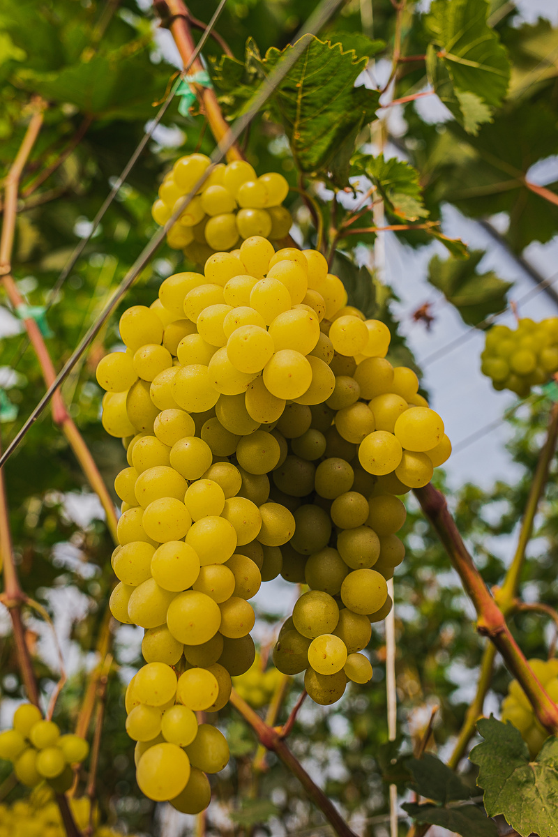 киш-миш ЦИМУС