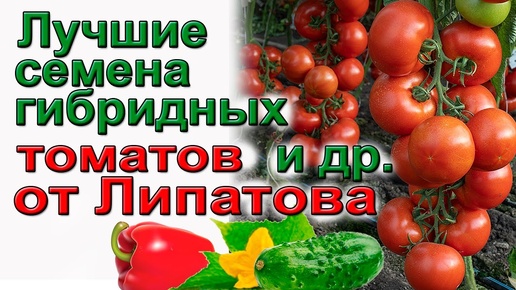 Лучшие томаты на 2025 год