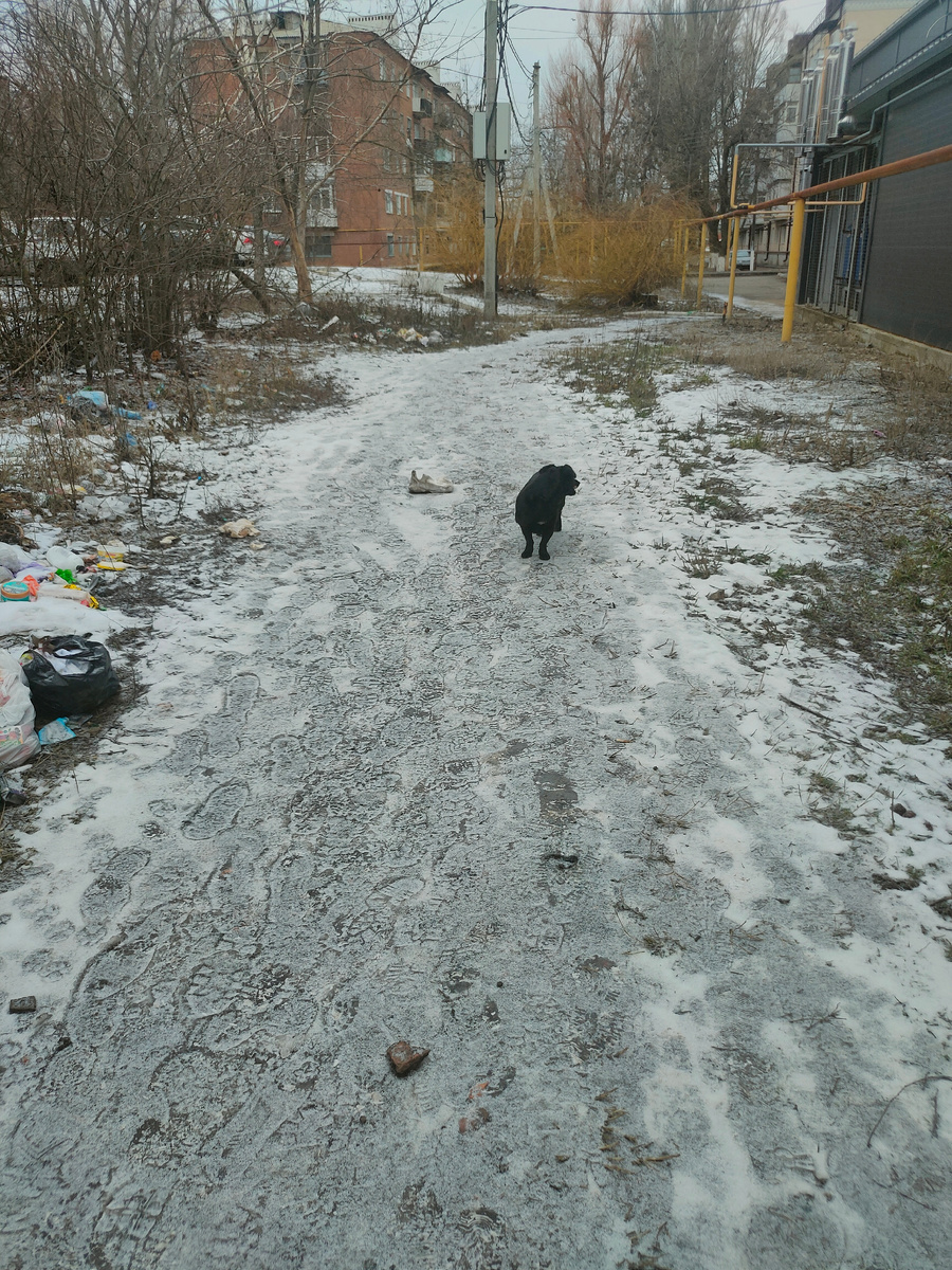 Собака без хозяина 