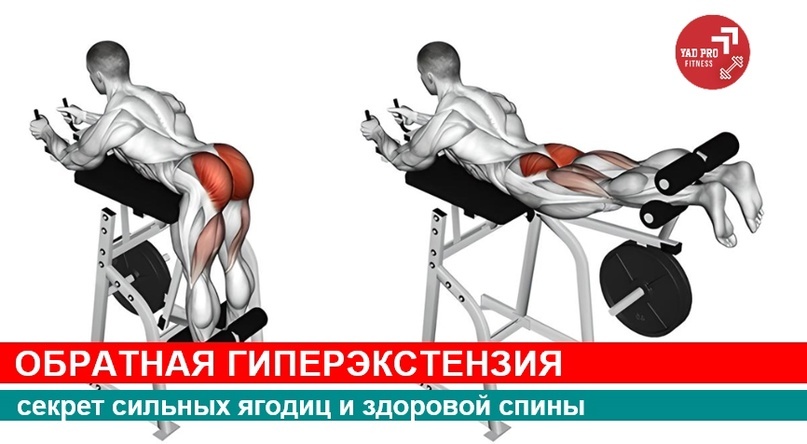 Обратная гиперэкстензия | YADPROFitness