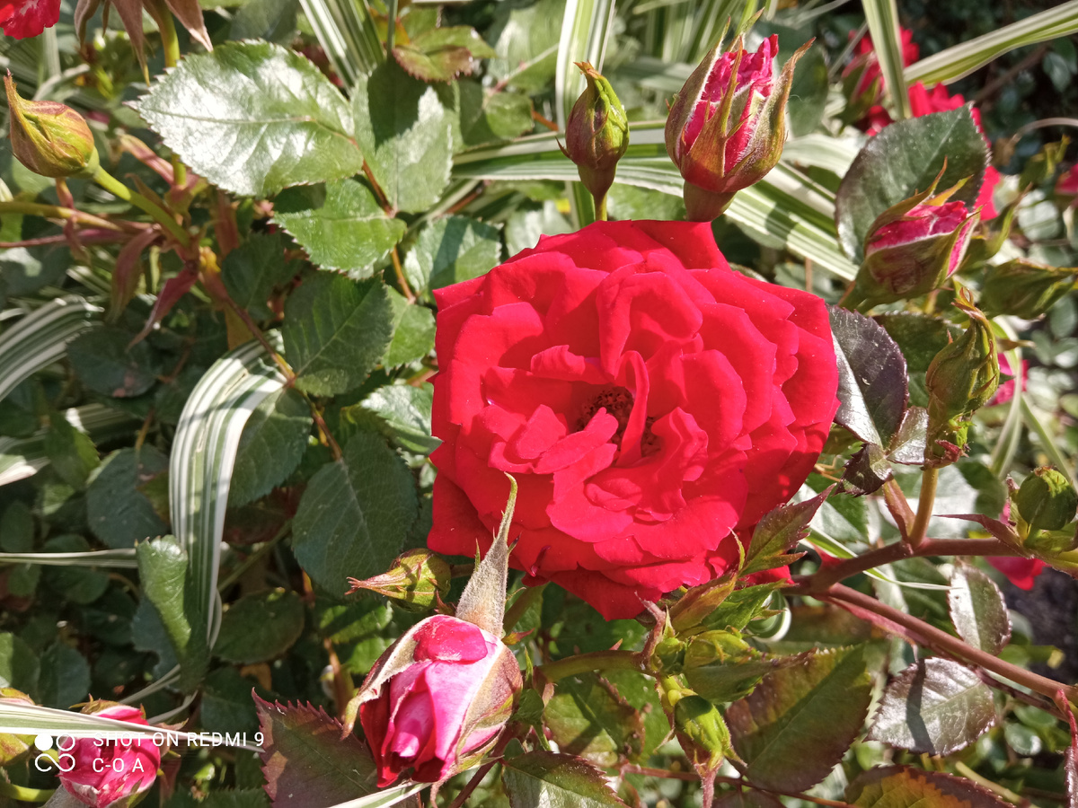 Гранатовый браслет. Фото автора.