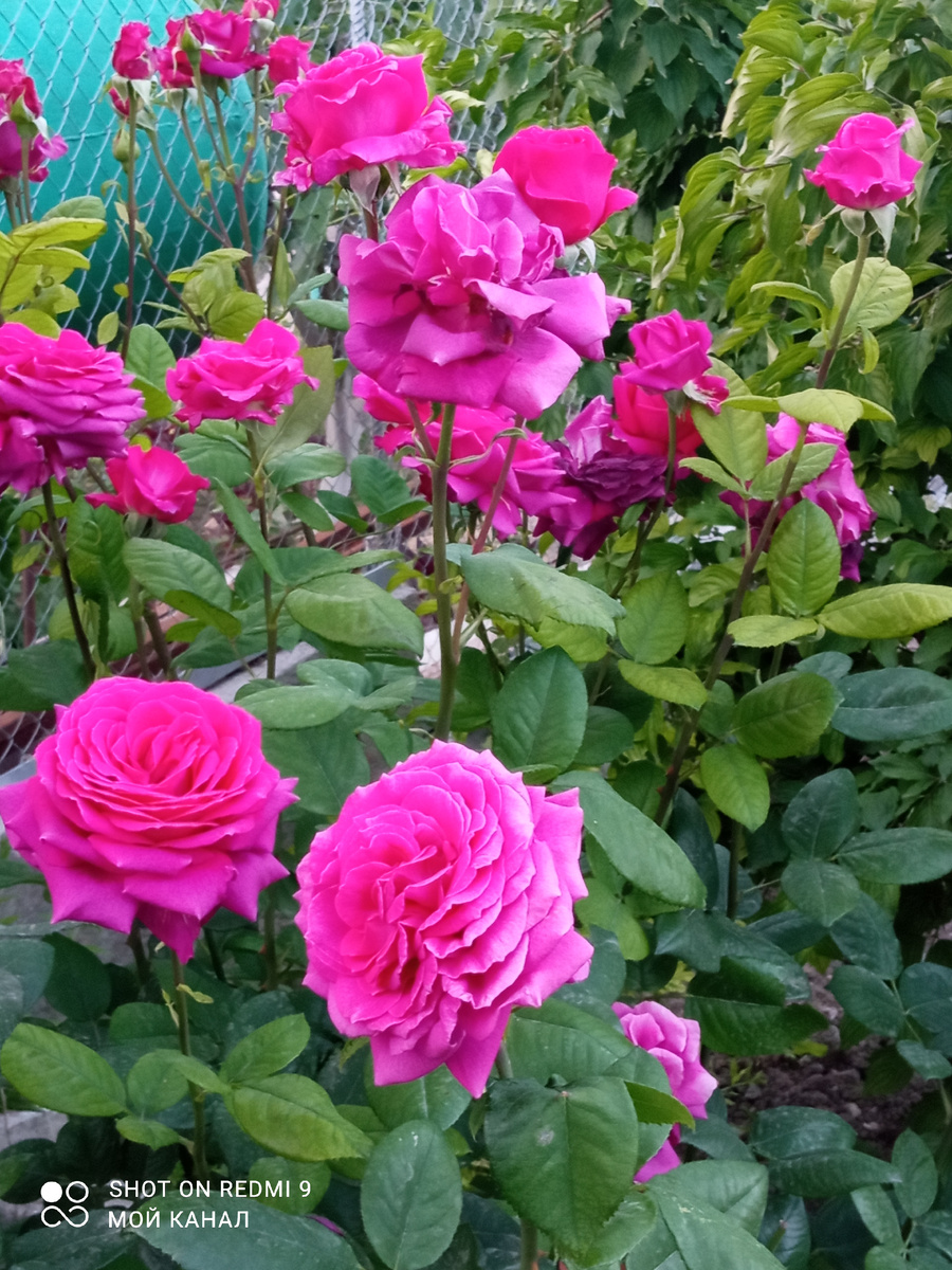 Ч/г роза Биг Пурпле. Фото из моего сада.