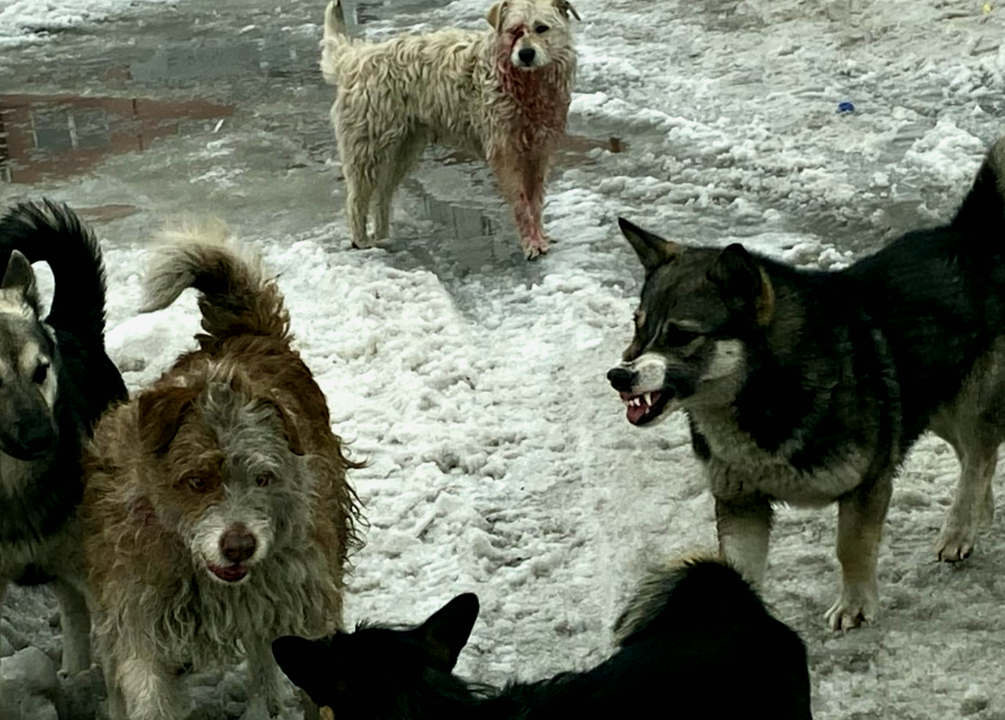 Ссора в стае бродячих собак- выяснение отношений