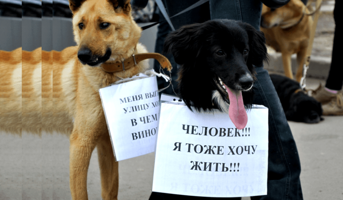 Наши братья меньшие тоже хотят жить.  Фото: fazenda-box.ru