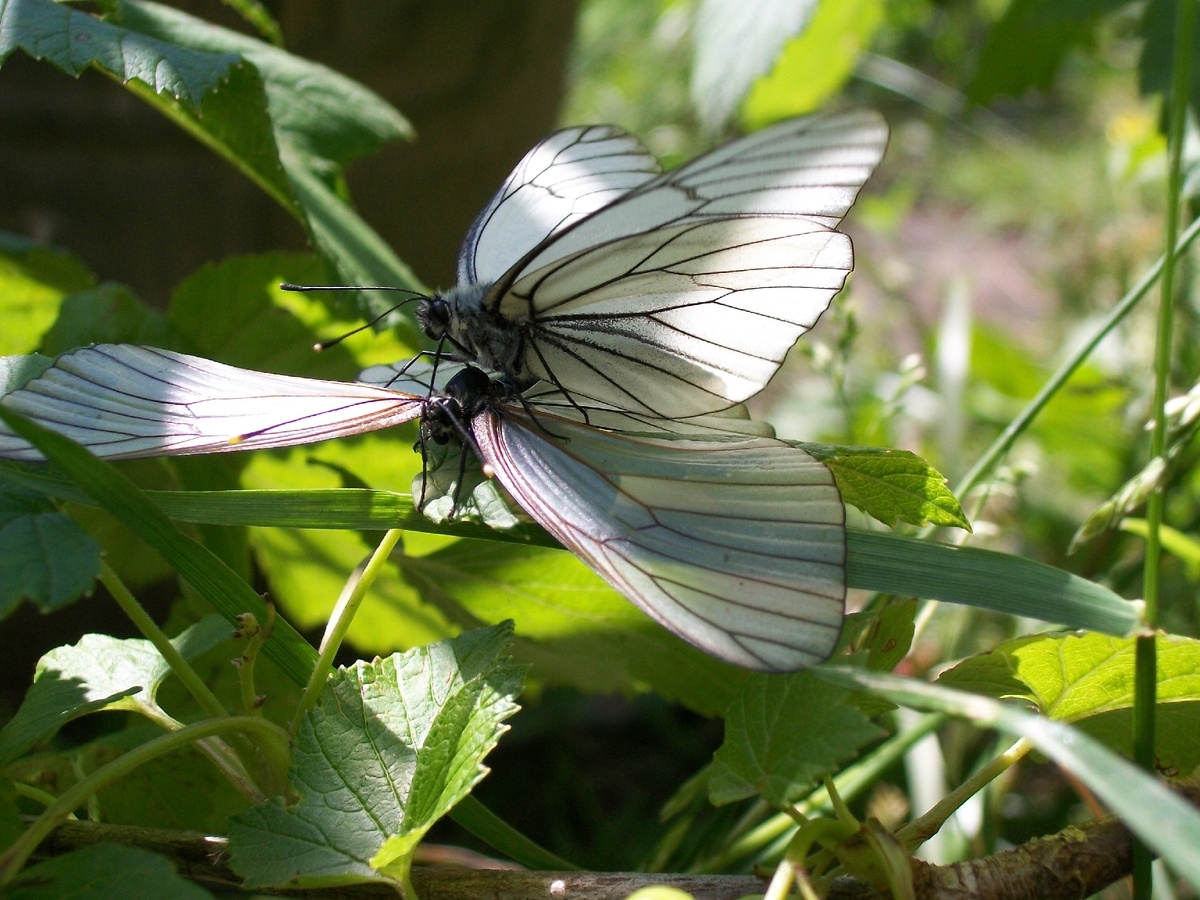 Боярышницы. Танец любви в зарослях смородины. Подсмотрела :)