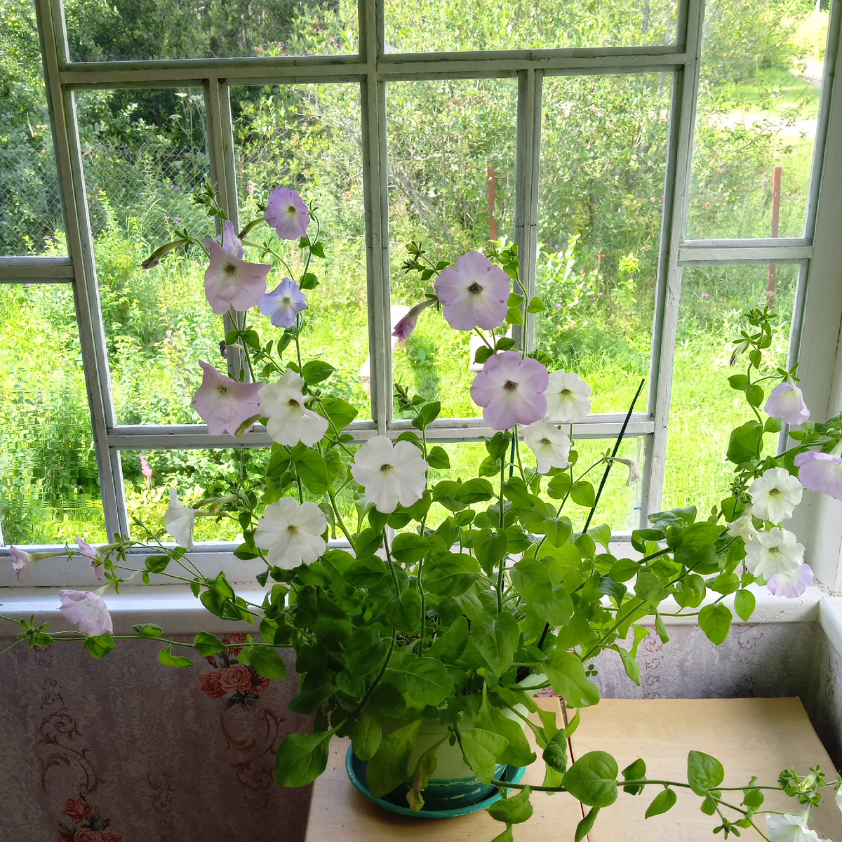 Мои петунии🙂🙏