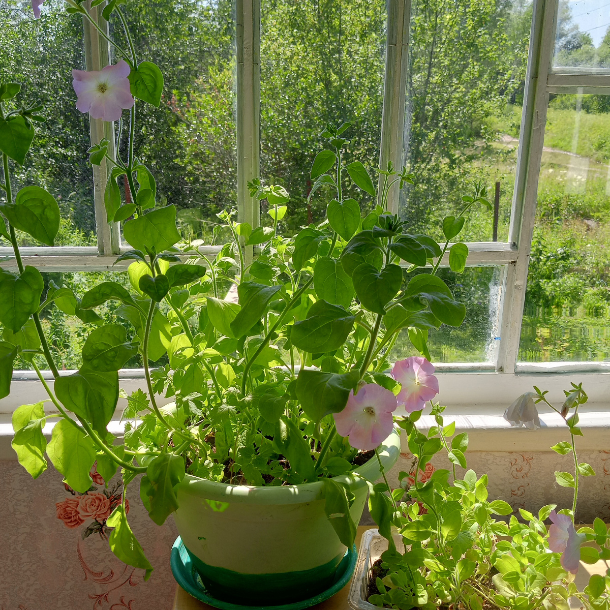 Начало цветения .. 🌱 