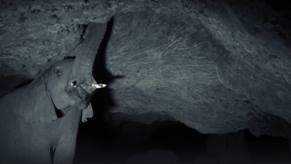 Фото: © Скриншот видео