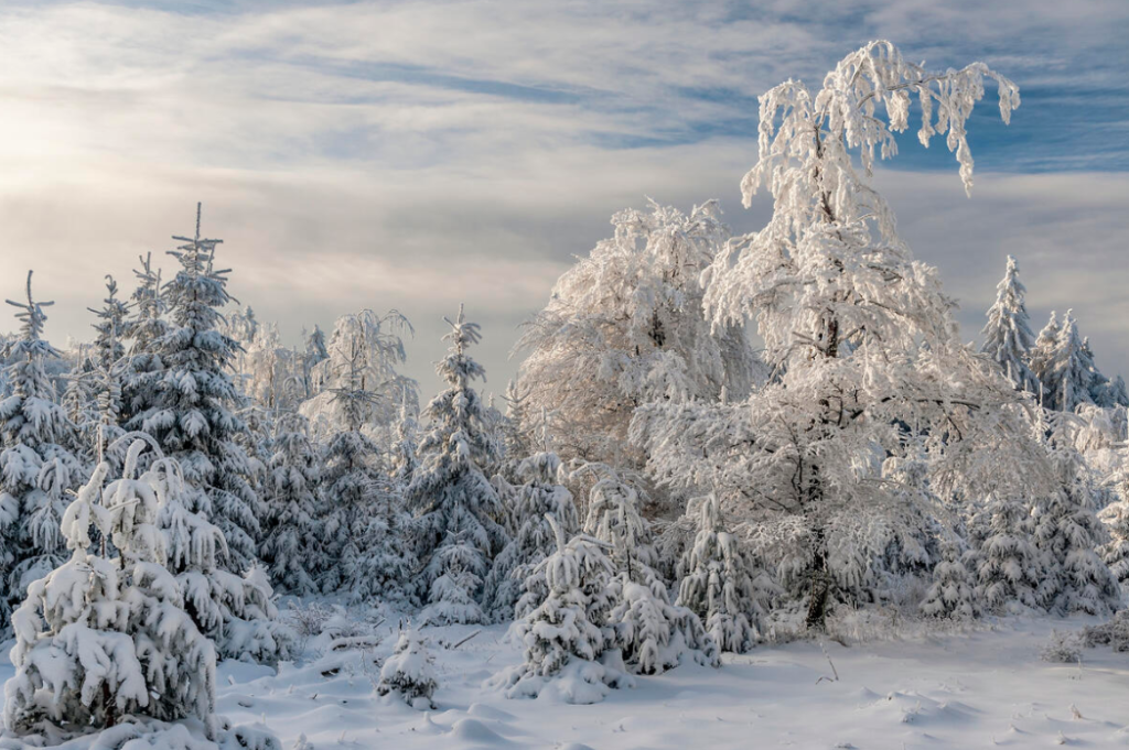 Фото - https://fonwall.ru/wallpaper/zima-sneg-derevya-soxq/