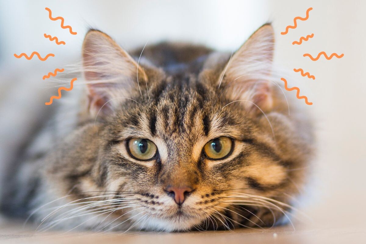 Почему у кошки дёргаются уши