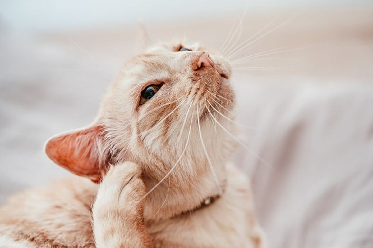 Кошка чешет ухо 