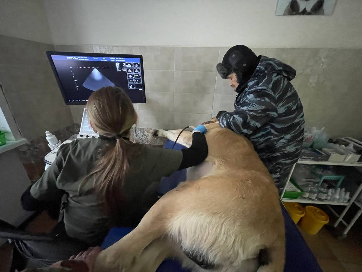 Вулкан - молодец. Вёл себя на приеме хорошо 