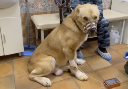 К сожалению, время дожития Вулкану врачи определили от 1 месяца до года