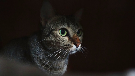    Кошка не дает спать по ночам: причины и решения Роман Захаров