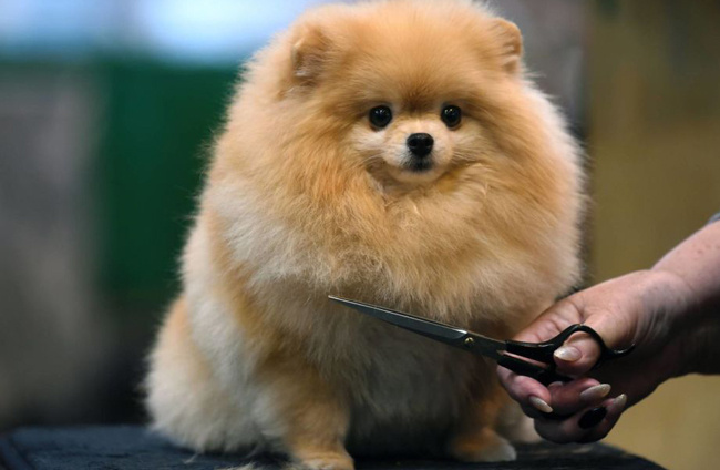 Как правильно ухаживать за щпицем?