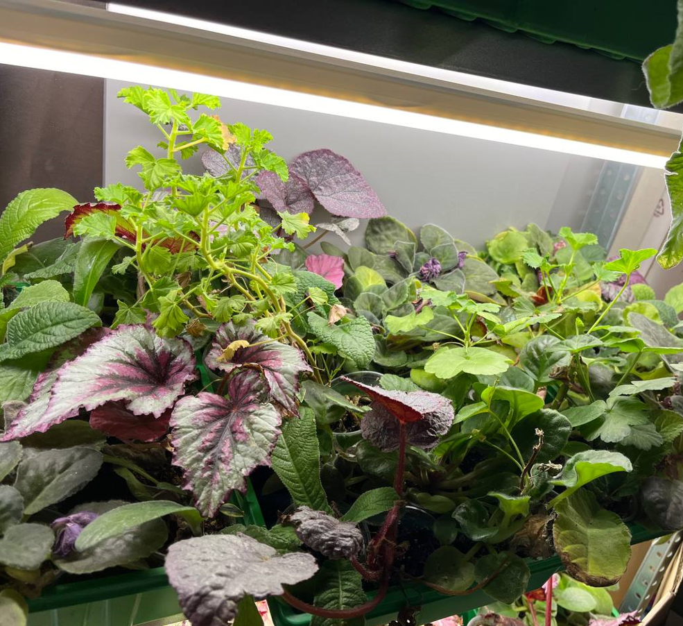 Комнатные цветы зимой