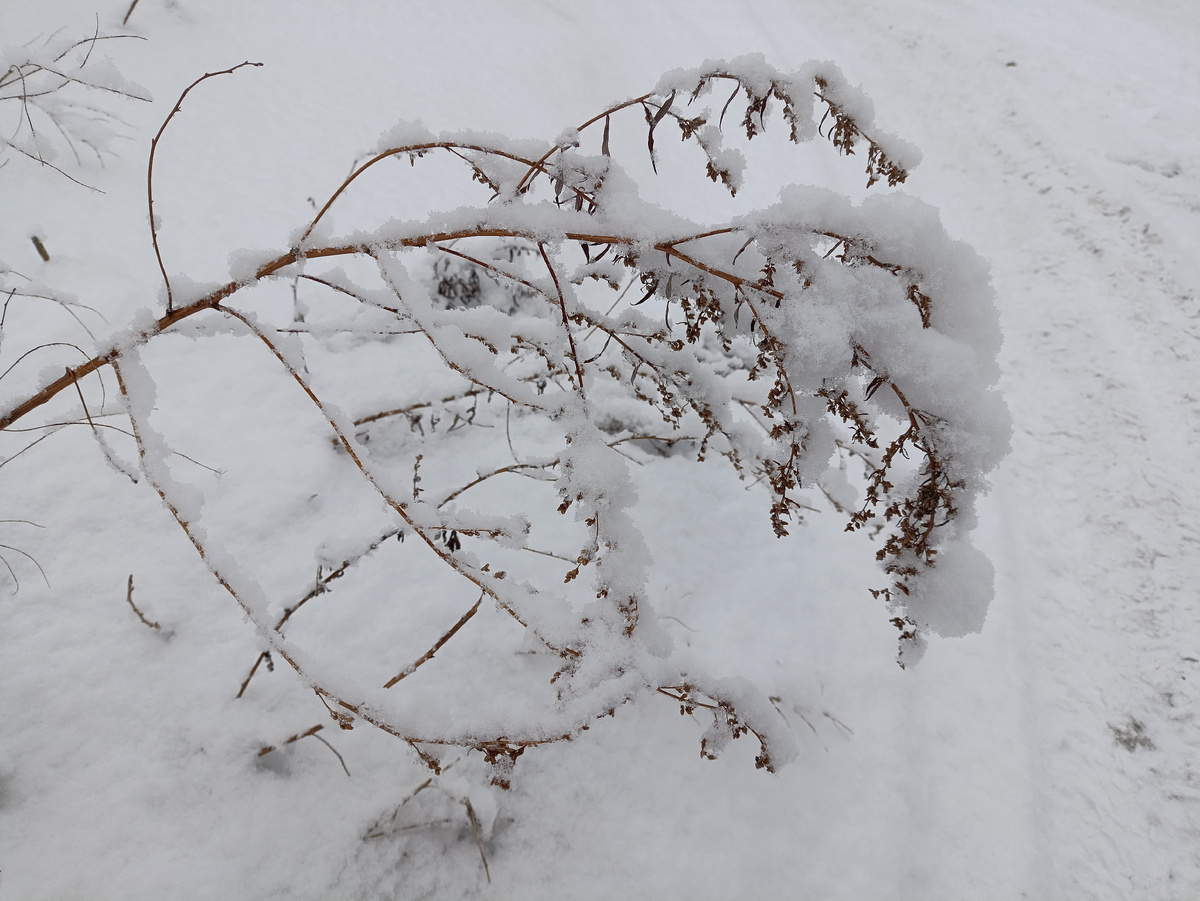 А я не могла пройти мимо этого чуда