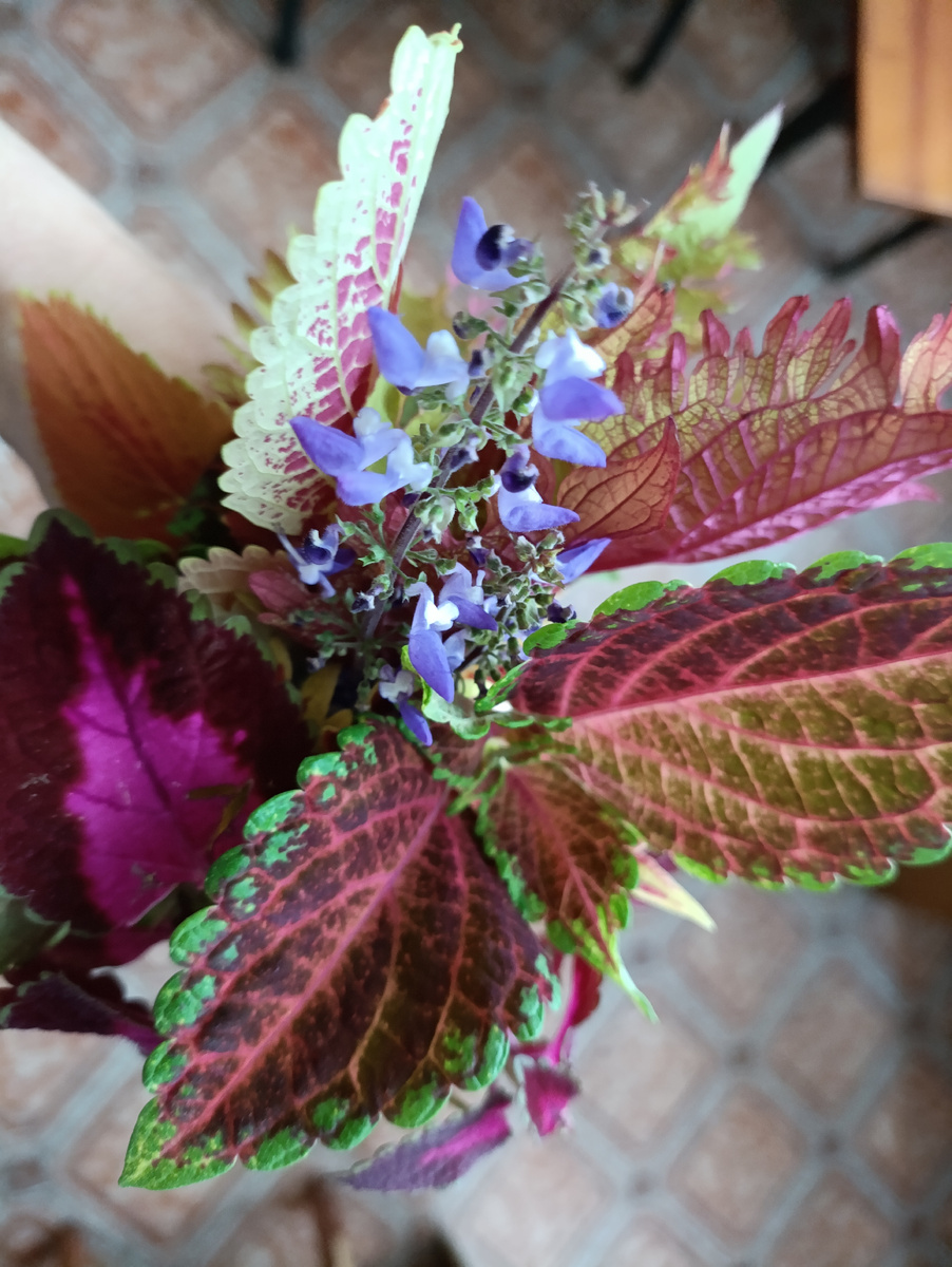 На одном из колеусов вырос большой цветонос. Решила украсить им букетик