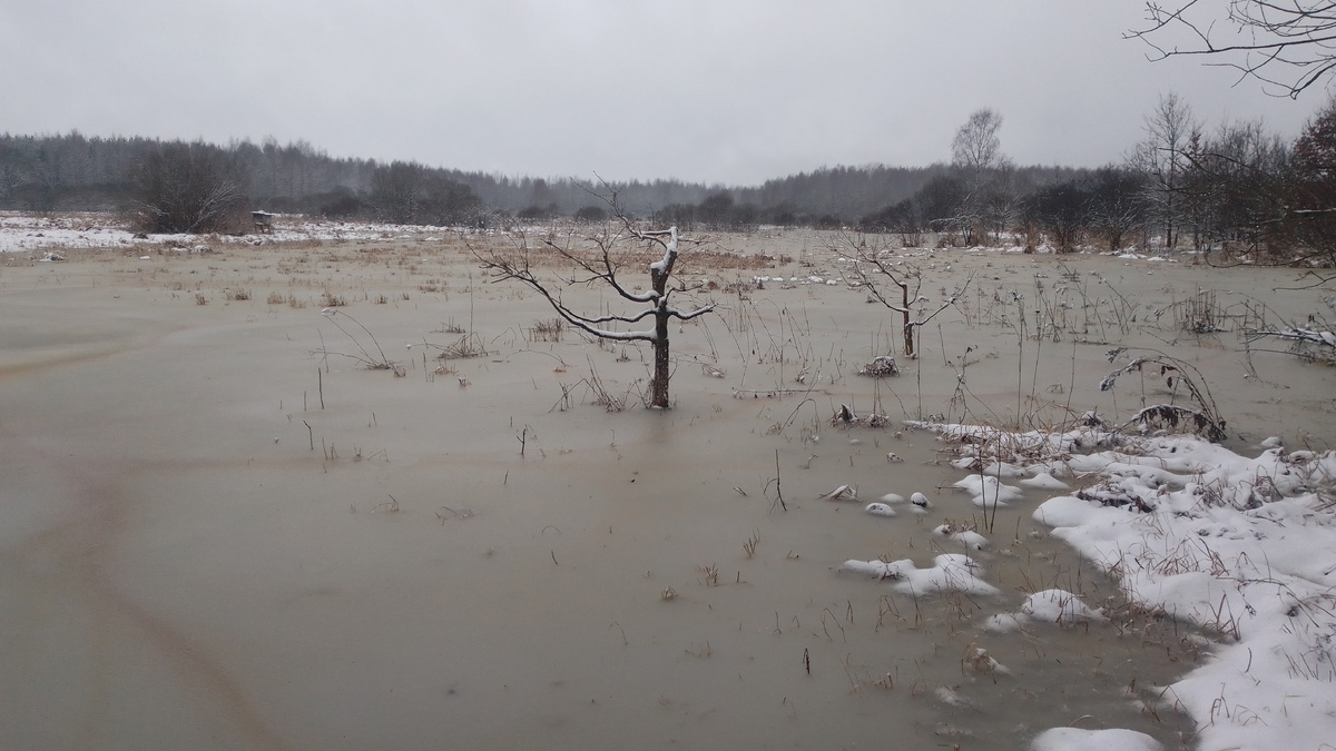 Вода пришла со стороны болота