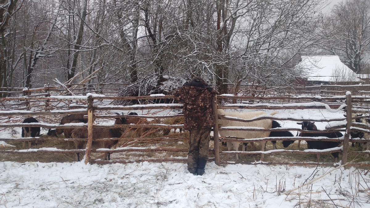 Кудесник разговаривает с козами