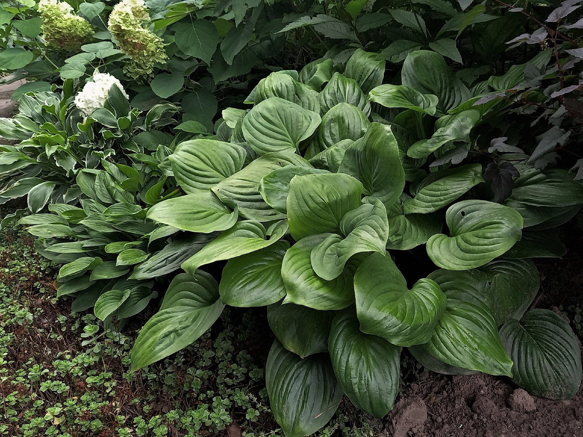 Mojito. Листья глянцевые