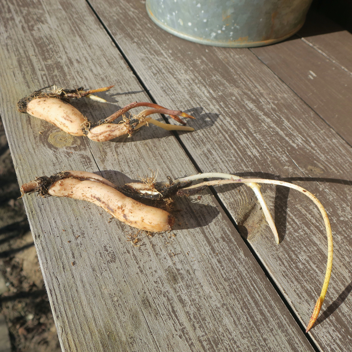 Корневища лотоса, сорт Pink Meadow