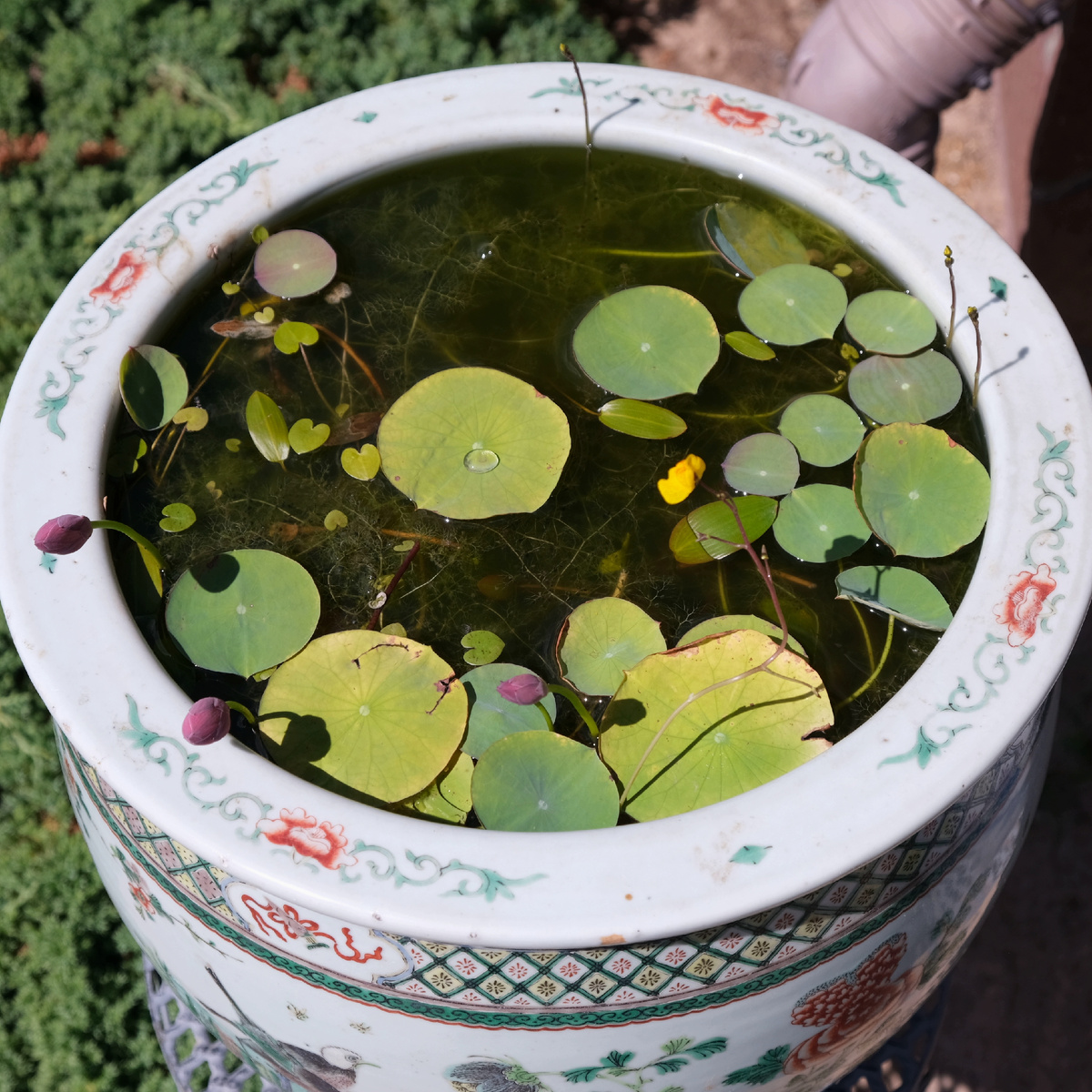 Чаша и бутоны лотоса