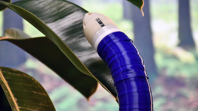 Вот такая червеобразная штуковина!Источник: Istituto Italiano di Tecnologia