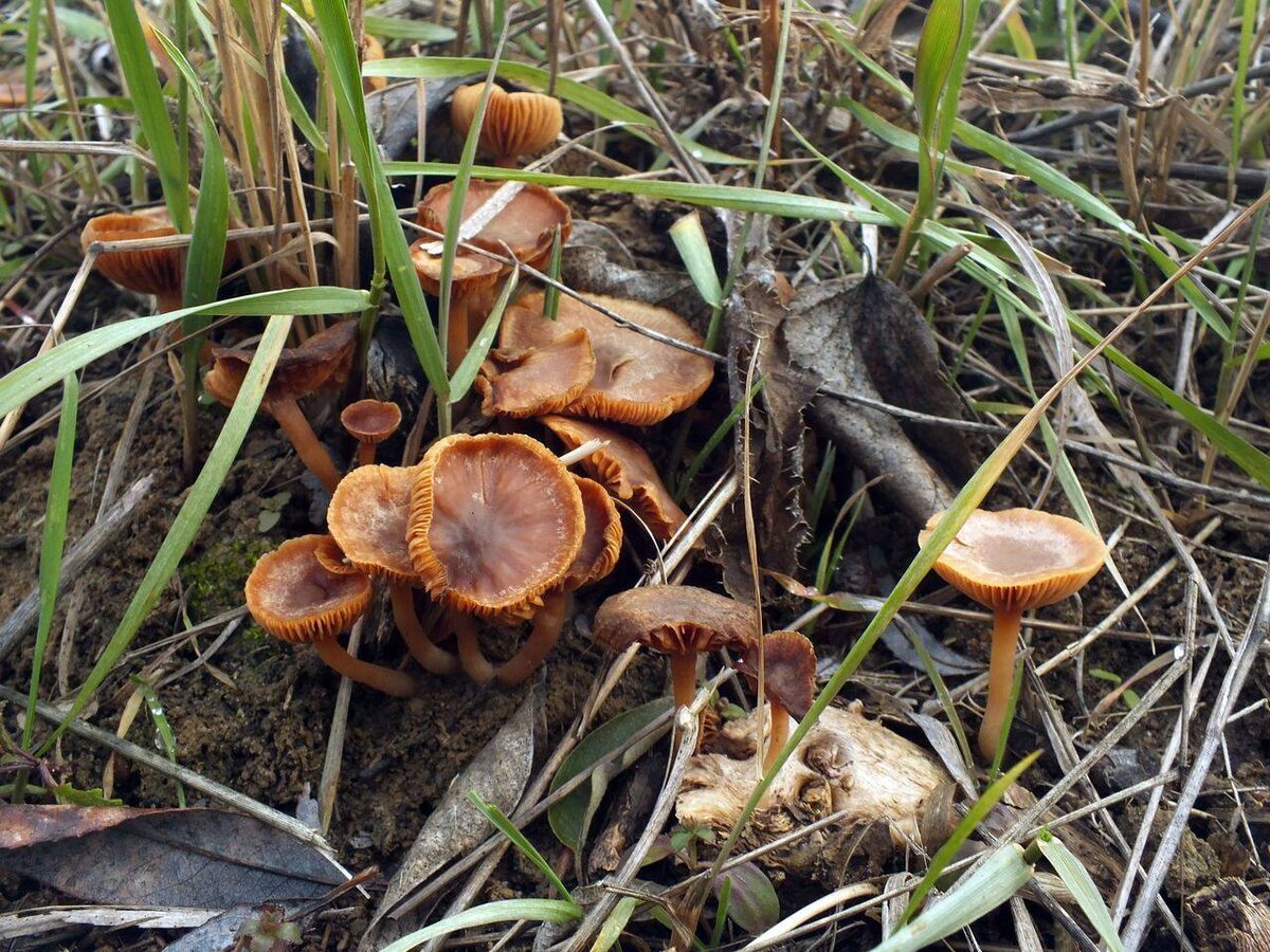 Грибы тубарии в траве. Фото О.Кесслера