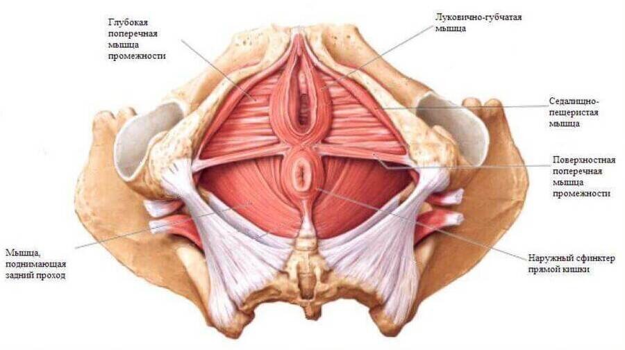 Мышцы тазового дна