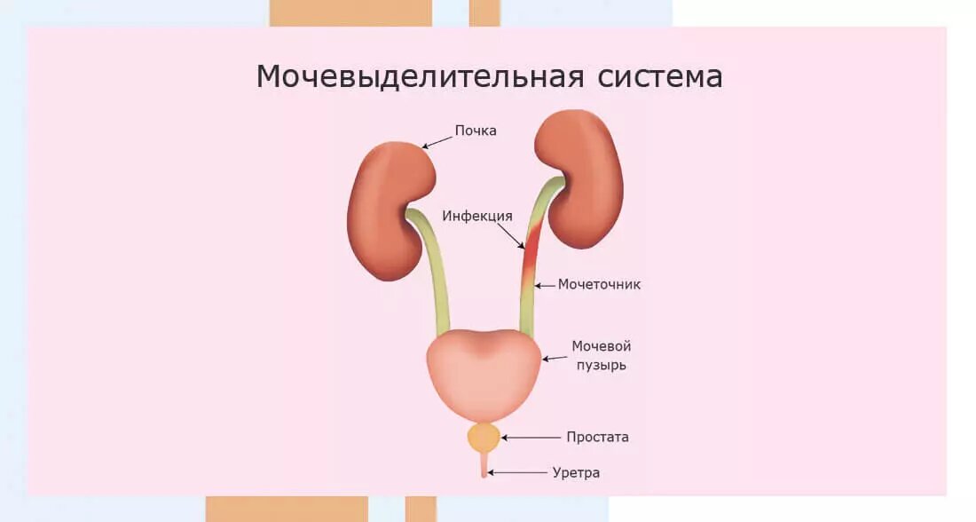 Строение мочевыделительной системы