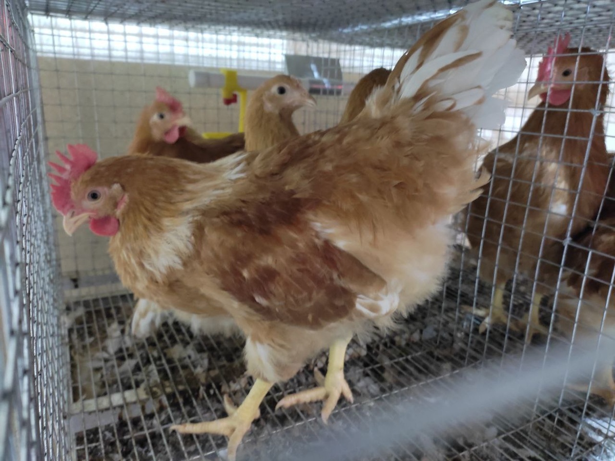 Мини-мясные, петушок, 3 месяца