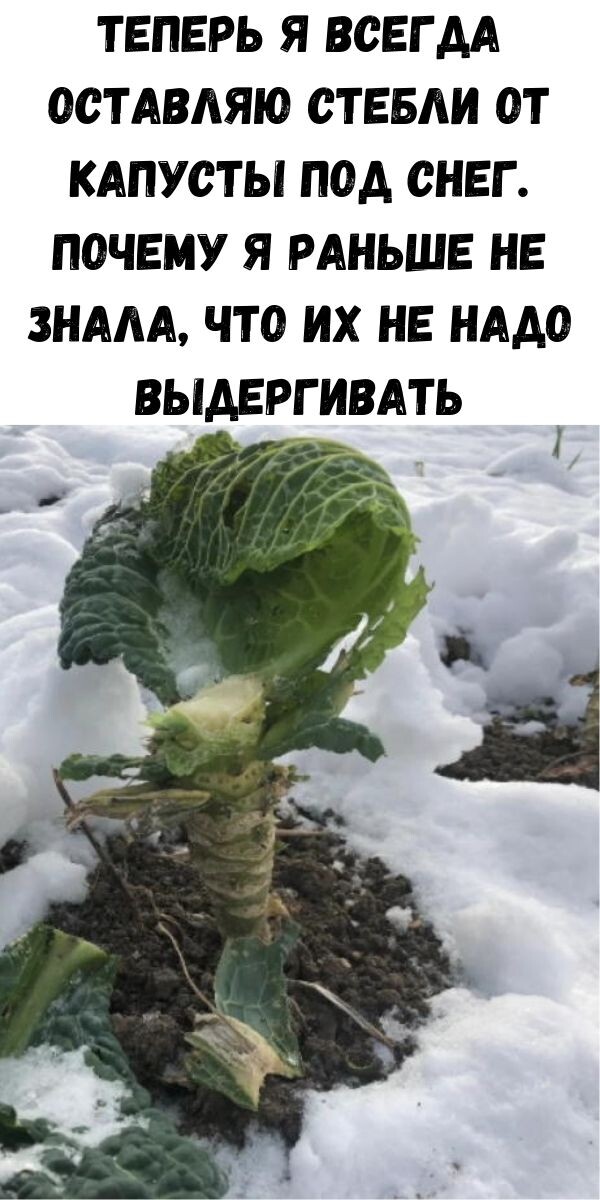 стебли от капусты                                                                                                                                            