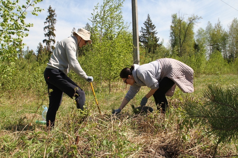 Посадка деревьев - всегда командный труд