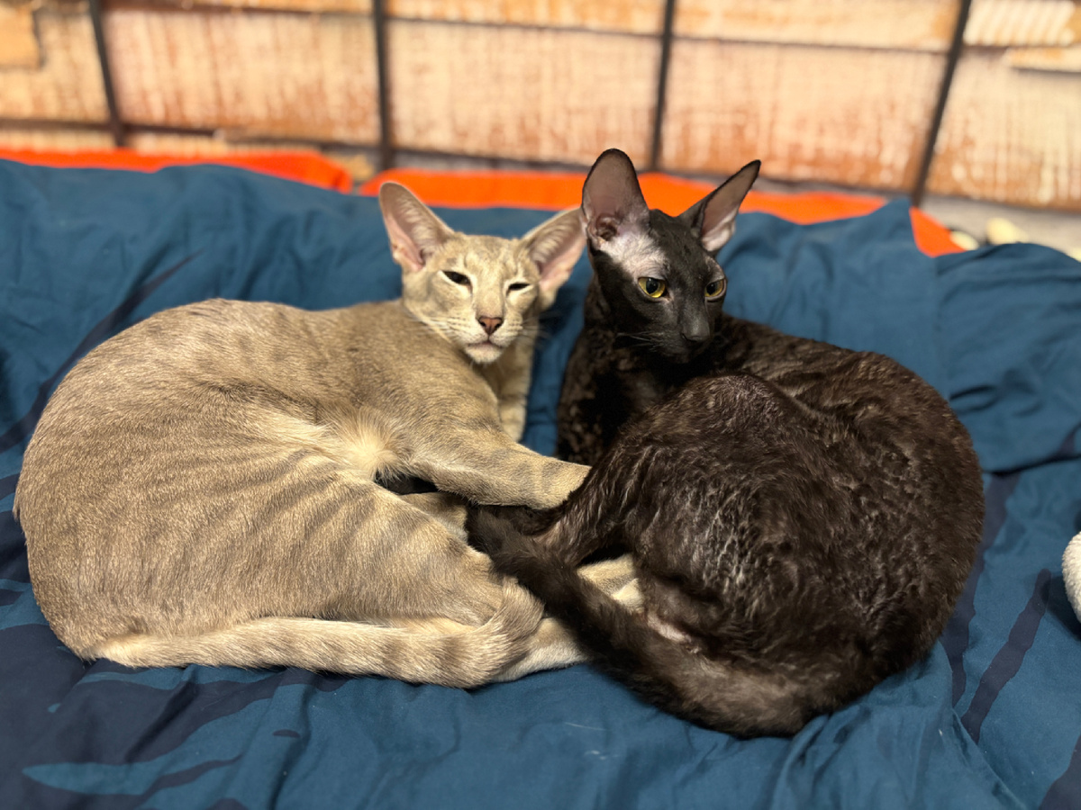 Фото автора. Видно, что не очень их светлости довольны - разбудила )))