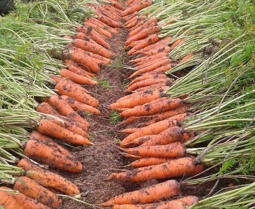 морковь                                                                                                                                                                                 