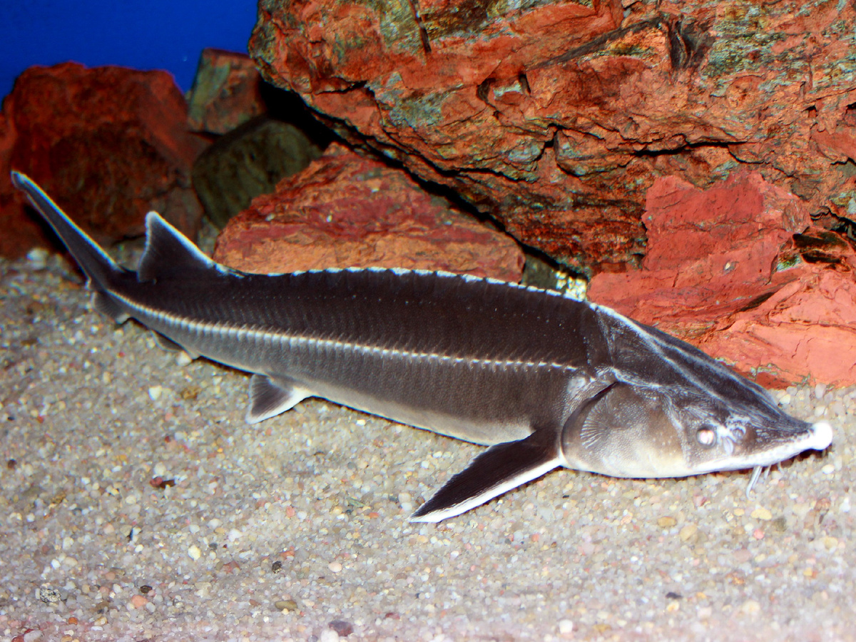 Фото: Википедия