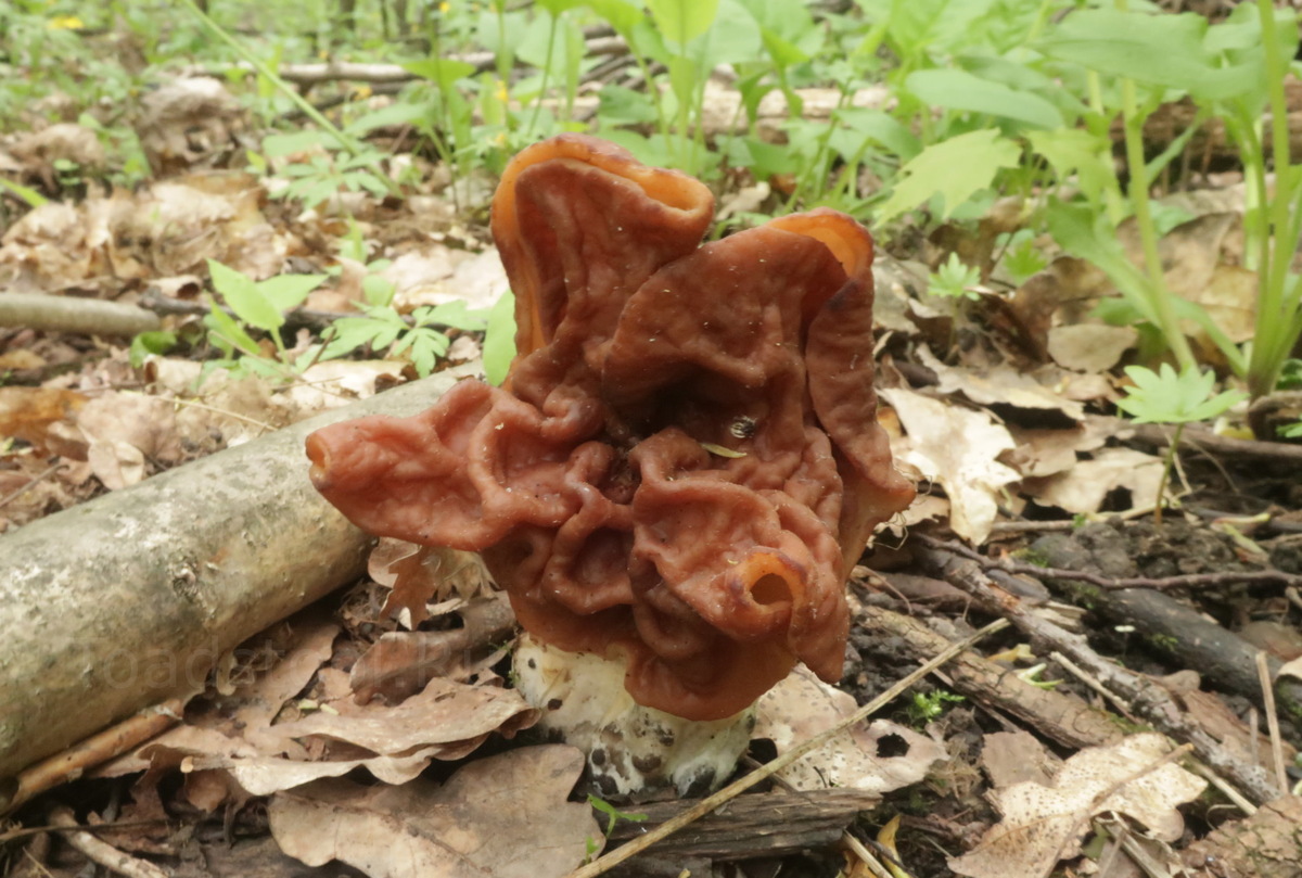 Этот строчок - во все стороны строчок (фото И.Лебединского)