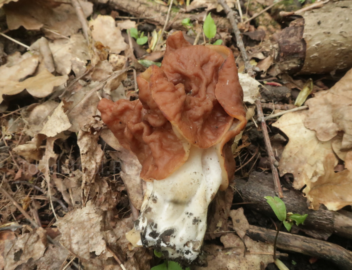 Вот он какой, островерхий пучковый строчок (фото И.Лебединского)