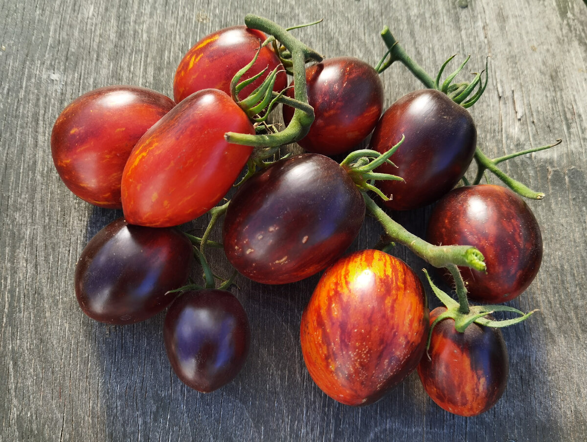 томат Гаргамель