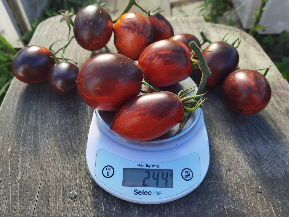 томат Гаргамель