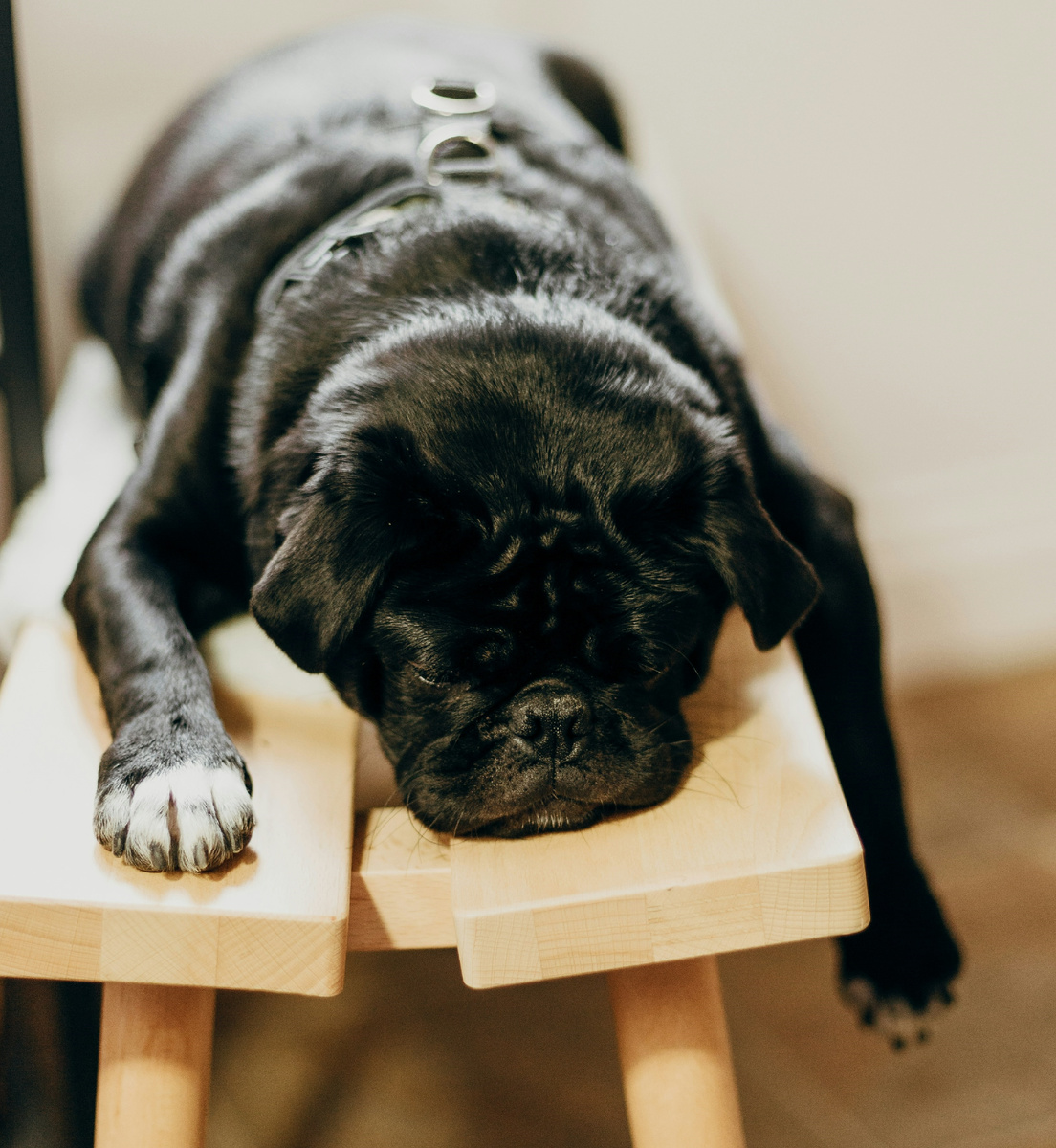 Иногда храпят все или почти все / Photo by Priscilla Du Preez 🇨🇦 on Unsplash
