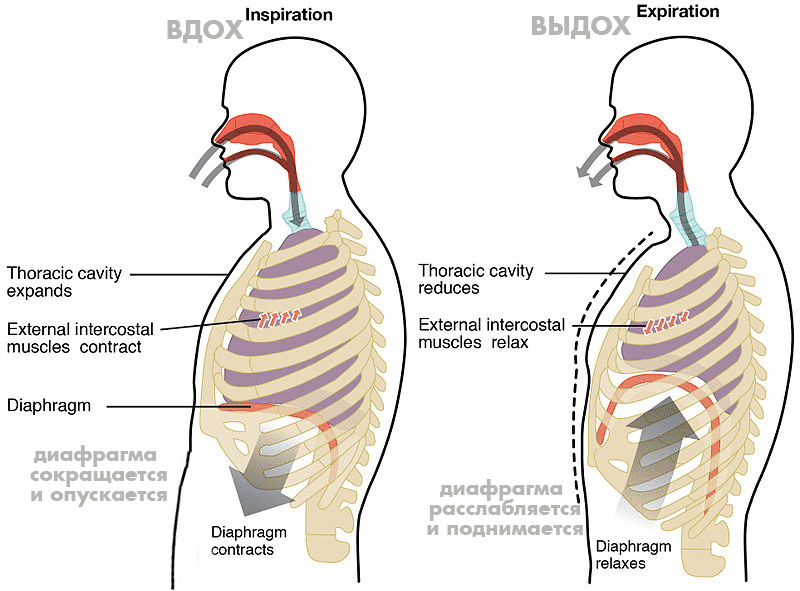 Диафрагмальное дыхание
